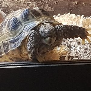 A picture of my new Tortoise Bob