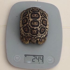 244 grams at 11 months