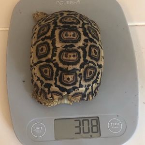 308 grams at 11  months