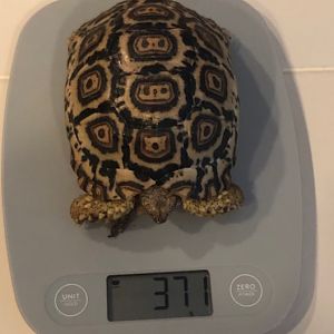 371 grams at 1 year old