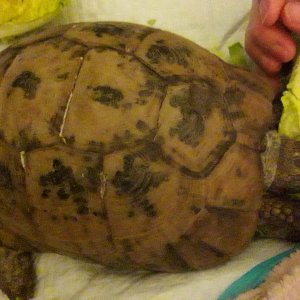 Our tortoise.. weve had her 42 years