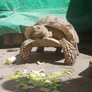 Constipated sulcata tortoise