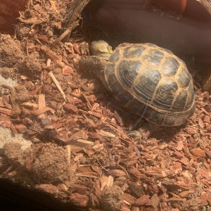 Just some half-asleep basking.