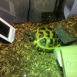 Betty burrowed under a stone.