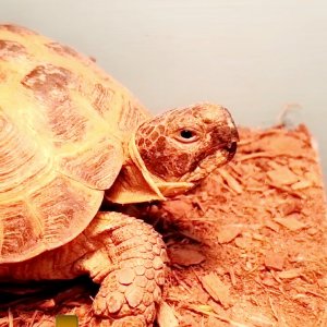 Turtle Tortoise Tort