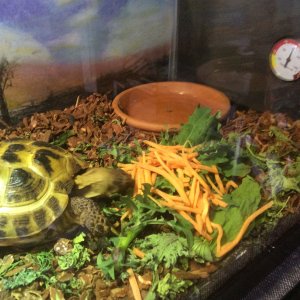Happy national tortoise day Betty!