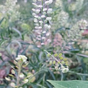 Virginia Pepperweed (2)