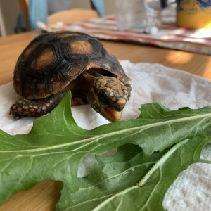 Watson chowing down Dandelion Greens