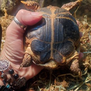 My Russian Tortoise