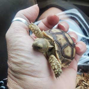 My New Sulcata Baby