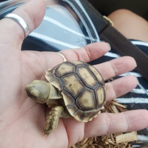 My New Sulcata Baby