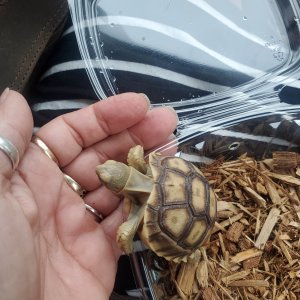 My New Sulcata Baby