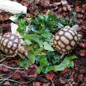 My two baby Sulcata tortoise.