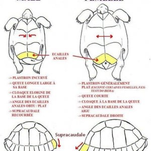 male vs female tortoises.jpg