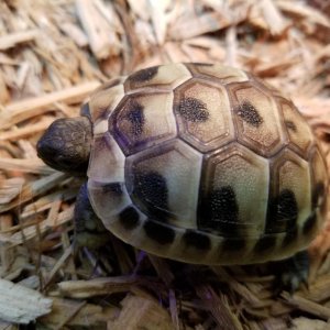 Hermann Tortoise First Day Yearling.jpg