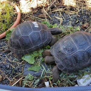 70- Tank and bowser early chow picture (13 Oct 20).jpg