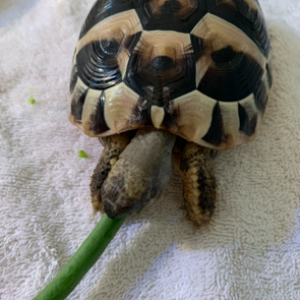 Timmy Eating String Beans.png