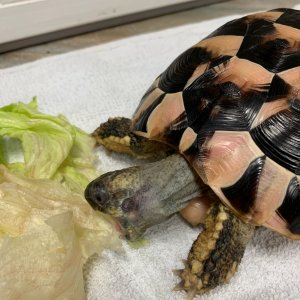 timmy eating lettuce.jpg