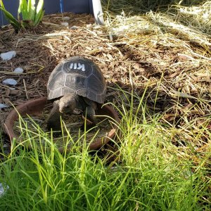 Bowser enjoying sun and grass.jpg