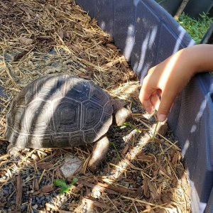 Tank enjoying sun and hibiscus before the winter.jpg