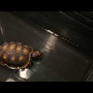 Red foot tortoise strange sound. Please help!!!
