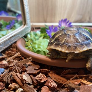 Trying hard to get my butt into that food bowl....