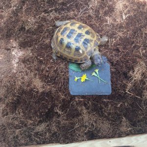 Ginger Eating Dandelions