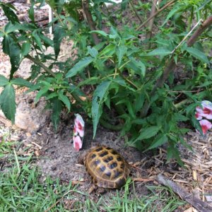 Ginger under his hibiscus tree