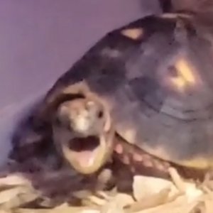 I caught my red foot tortoise yawning