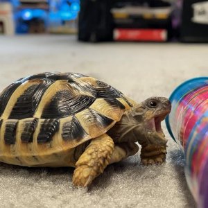 Timmy the Tortoise.jpg