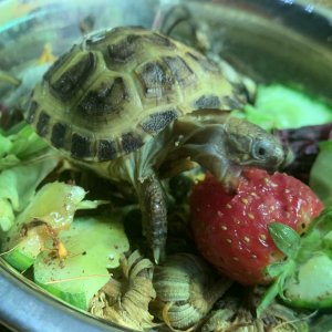 Herberts-first-strawberry.jpeg