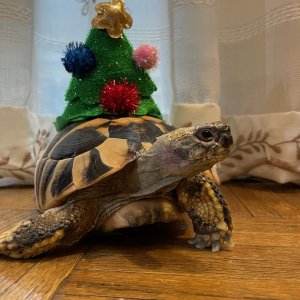 Xmas Tortoise 2021.jpg