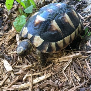 Handsome little cheeseburger