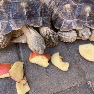 turtles eating