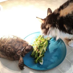 A simple meal shared among friends.