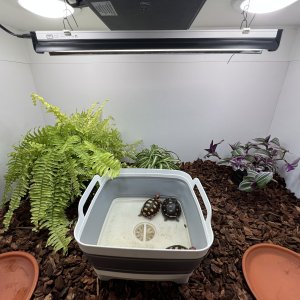 Soaking in Smart Tortoise Enclosure