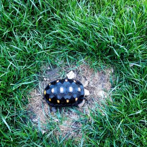 Red foot tortoise