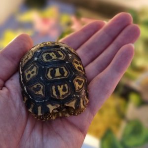 Baby leopard tortoise