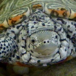 Eastern Diamond Back Turtle