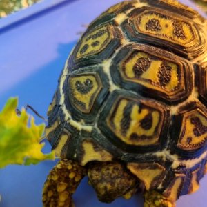Baby Leopard tortoise close up