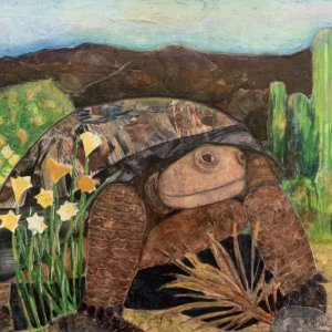 Sonoran Desert Tortoise