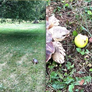 Stump apple tree today.jpg