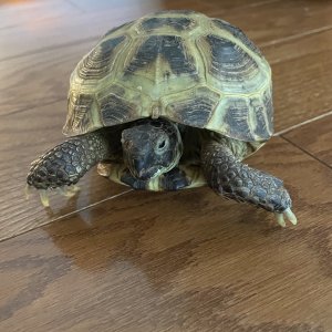tortoiseforum.org