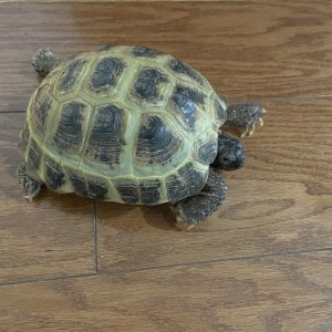 tortoiseforum.org