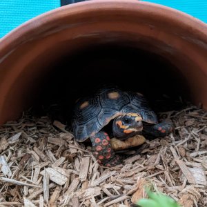 Besha is getting used to her indoor enclosure