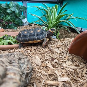 Besha in her "Narnia enclosure"