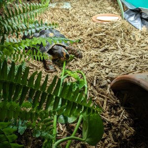 Pothos plant gets a "warm welcome"