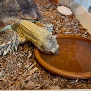 Stump Sulcata Tortoise Water