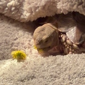 Stump Sulcata Tortoise breakfast in bed