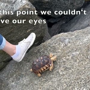 Stump Sulcata Tortoise climbing rock